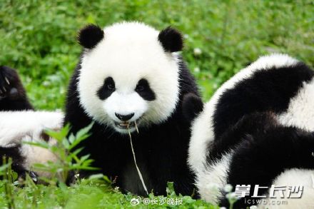 10只大熊猫入住湖南岳阳!网友:又是羡慕湖南人的一天 10只大熊猫入住湖南岳阳!网友:又是羡慕湖南人的一天