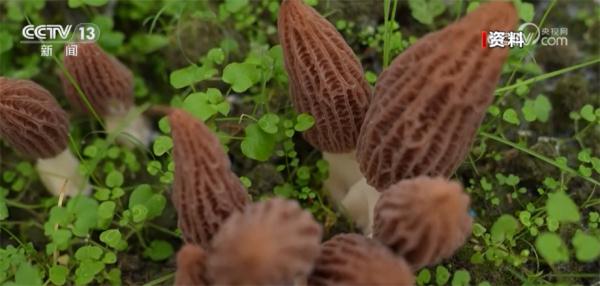 航天育种应用于农业生产 培育出稳产丰产羊肚菌品种