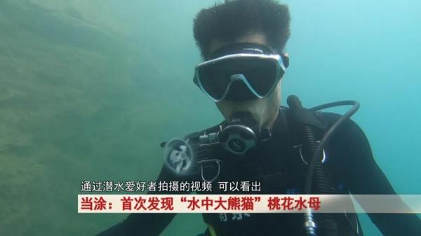 “水中大熊猫”这珍贵一幕被拍下! “水中大熊猫”这珍贵一幕被拍下!