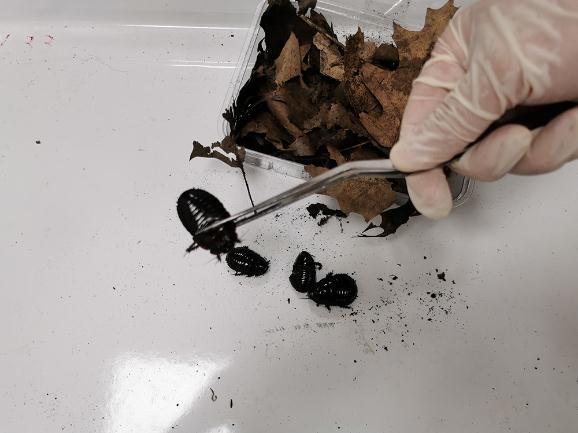 毒性强烈、性情凶暴...这类物种出现在上海！上半年上海海关截获“异宠”1094只