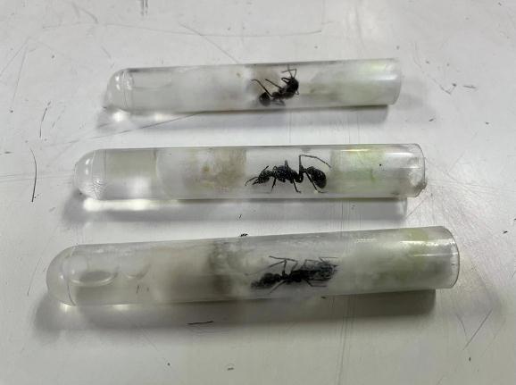 毒性强烈、性情凶暴...这类物种出现在上海！上半年上海海关截获“异宠”1094只