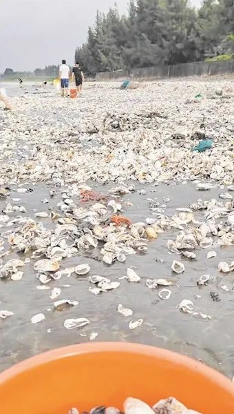 深圳一海滩惊现大量生蚝！