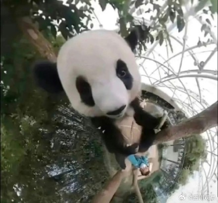福宝福猪猪隔了个爷爷滤镜