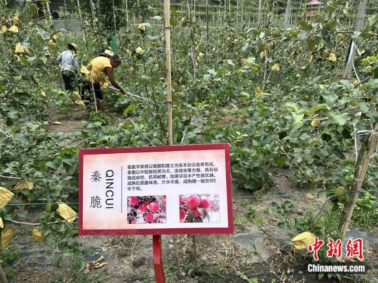 一个昔日深度贫困县的致富密码