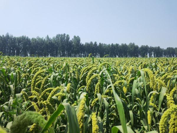 巧解播种“先天不足” 确保谷子稳产增收——山西早春播谷子新观察