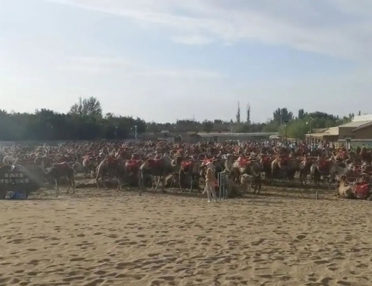 鸣沙山千余骆驼集体“罢工”？景区：人多天热，骆驼体力不支