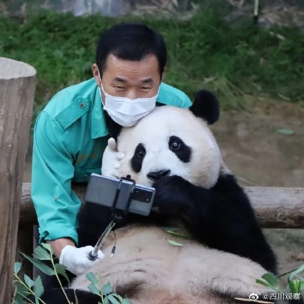 福宝福猪猪隔了个爷爷滤镜