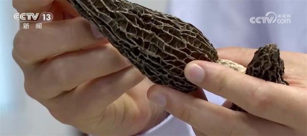 航天育种应用于农业生产 培育出稳产丰产羊肚菌品种