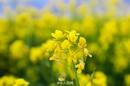 川西若尔盖高原油菜花海太治愈 川西若尔盖高原油菜花海太治愈