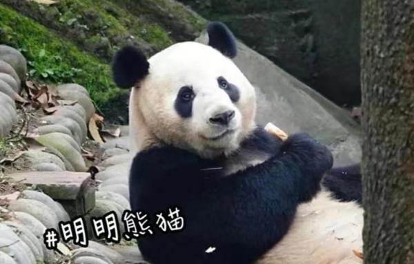 预计年底与大家见面!10只大熊猫来湖南了,看看都是谁 预计年底与大家见面!10只大熊猫来湖南了,看看都是谁