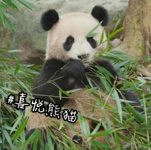 预计年底与大家见面!10只大熊猫来湖南了,看看都是谁 预计年底与大家见面!10只大熊猫来湖南了,看看都是谁