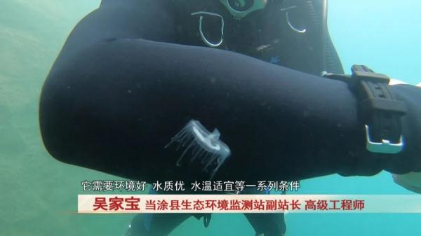 “水中大熊猫”这珍贵一幕被拍下! “水中大熊猫”这珍贵一幕被拍下!