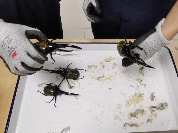 毒性强烈、性情凶暴...这类物种出现在上海！上半年上海海关截获“异宠”1094只