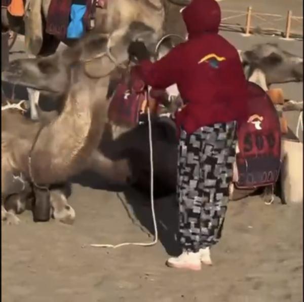 月牙泉骆驼集体累趴了？景区：已恢复，高温时段不上班让它们休息