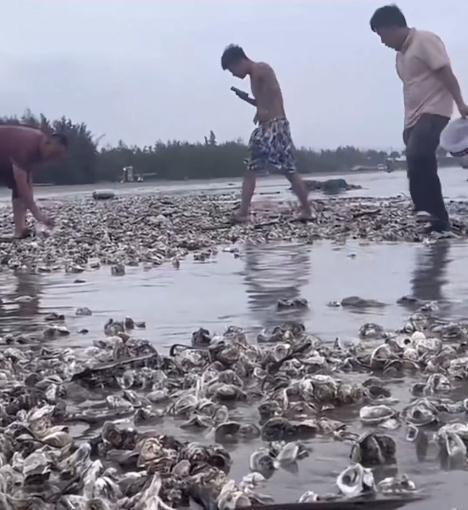 深圳一海滩惊现大量生蚝！