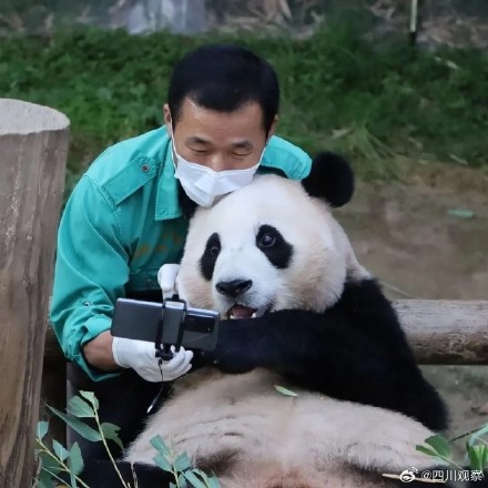 福宝福猪猪隔了个爷爷滤镜