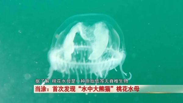 “水中大熊猫”这珍贵一幕被拍下! “水中大熊猫”这珍贵一幕被拍下!