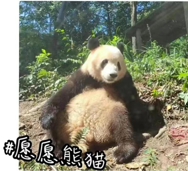 预计年底与大家见面!10只大熊猫来湖南了,看看都是谁 预计年底与大家见面!10只大熊猫来湖南了,看看都是谁