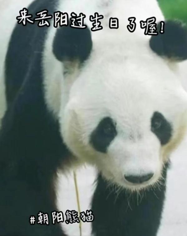 预计年底与大家见面!10只大熊猫来湖南了,看看都是谁 预计年底与大家见面!10只大熊猫来湖南了,看看都是谁