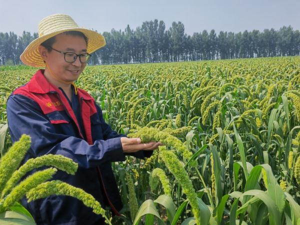 巧解播种“先天不足” 确保谷子稳产增收——山西早春播谷子新观察