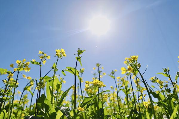 我们的家园|万亩油菜花盛开 铺就美丽乡村画卷 我们的家园|万亩油菜花盛开 铺就美丽乡村画卷