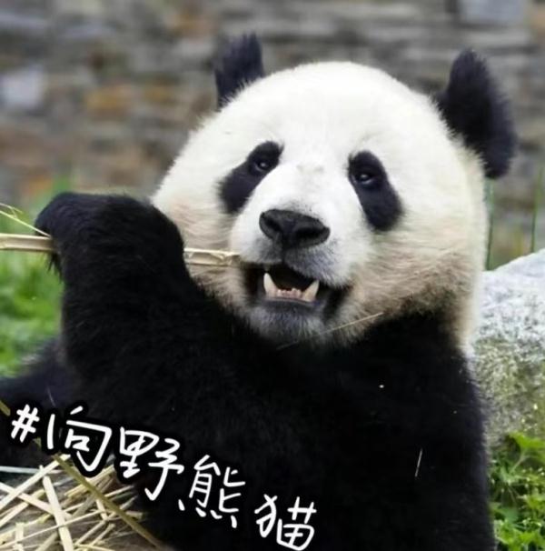 预计年底与大家见面!10只大熊猫来湖南了,看看都是谁 预计年底与大家见面!10只大熊猫来湖南了,看看都是谁