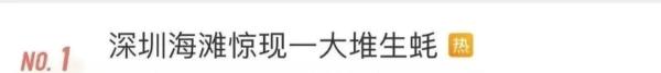 深圳一海滩惊现大量生蚝！