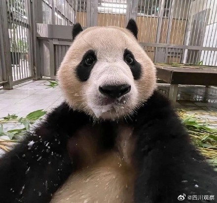 福宝福猪猪隔了个爷爷滤镜