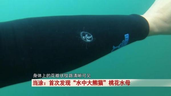 “水中大熊猫”这珍贵一幕被拍下! “水中大熊猫”这珍贵一幕被拍下!