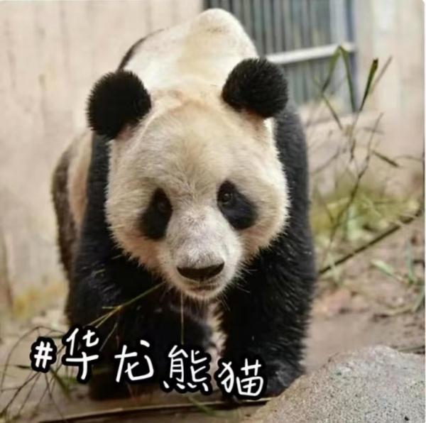预计年底与大家见面!10只大熊猫来湖南了,看看都是谁 预计年底与大家见面!10只大熊猫来湖南了,看看都是谁