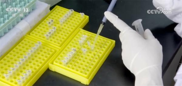 航天育种应用于农业生产 培育出稳产丰产羊肚菌品种