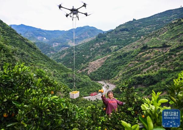 湖北秭归:夏橙飘香 湖北秭归:夏橙飘香