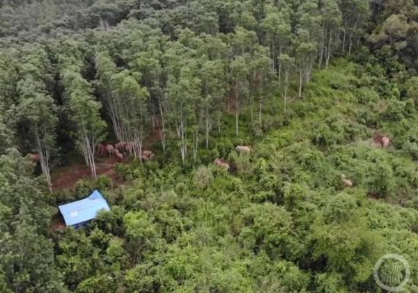 云南磨憨43头野生象出没，无人机航拍300多公里