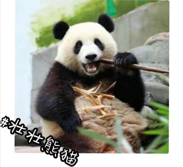 预计年底与大家见面!10只大熊猫来湖南了,看看都是谁 预计年底与大家见面!10只大熊猫来湖南了,看看都是谁