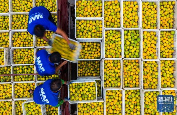 湖北秭归:夏橙飘香 湖北秭归:夏橙飘香