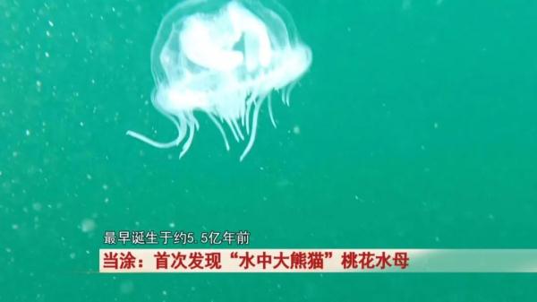 “水中大熊猫”这珍贵一幕被拍下! “水中大熊猫”这珍贵一幕被拍下!