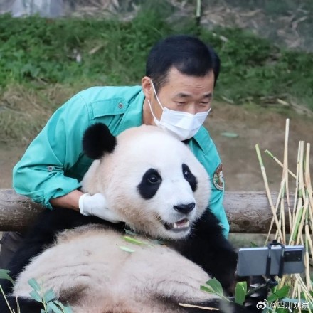 福宝福猪猪隔了个爷爷滤镜