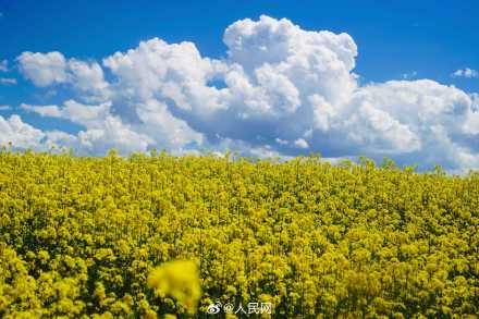 川西若尔盖高原油菜花海太治愈 川西若尔盖高原油菜花海太治愈