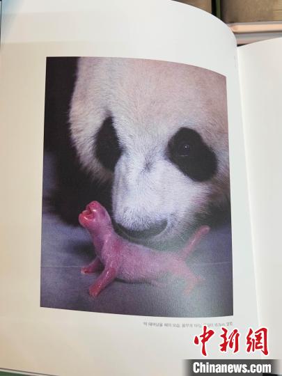 大熊猫“福宝”将满三周岁 写真纪念册在韩热销 大熊猫“福宝”将满三周岁 写真纪念册在韩热销