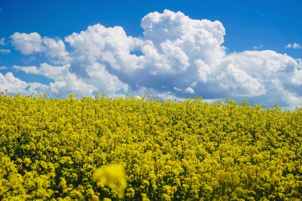 我们的家园|万亩油菜花盛开 铺就美丽乡村画卷 我们的家园|万亩油菜花盛开 铺就美丽乡村画卷