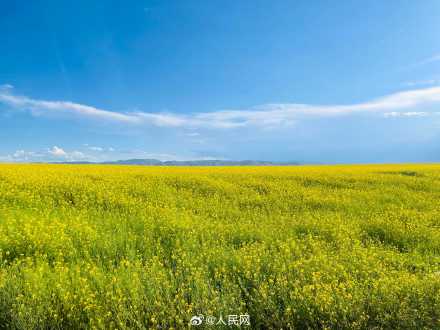 川西若尔盖高原油菜花海太治愈 川西若尔盖高原油菜花海太治愈