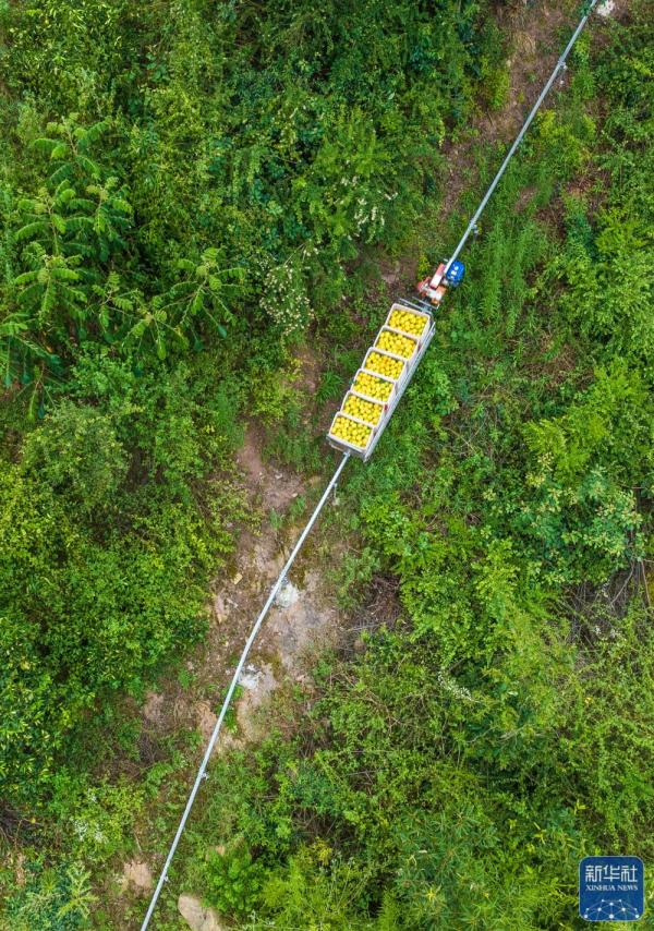湖北秭归:夏橙飘香 湖北秭归:夏橙飘香