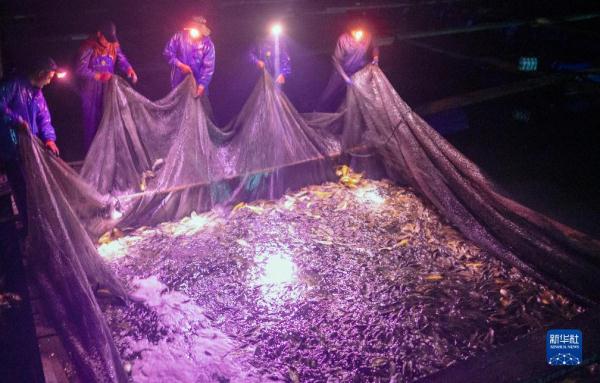 神州风物丨大黄鱼“重生”记