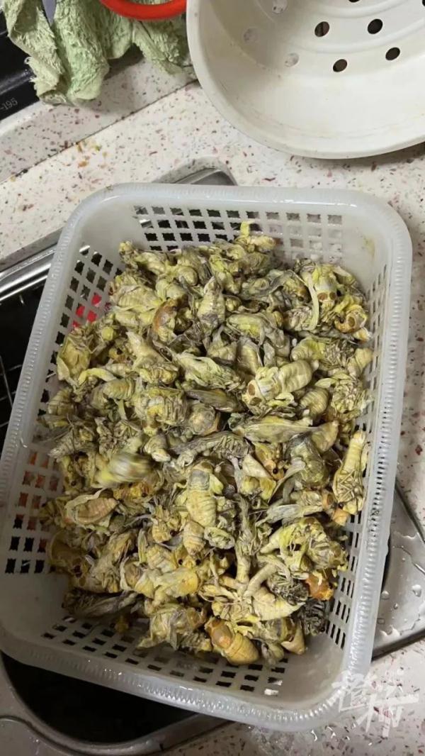 19岁男子离职捉“虫”月入三四万？“最多四个晚上赚了近一万”