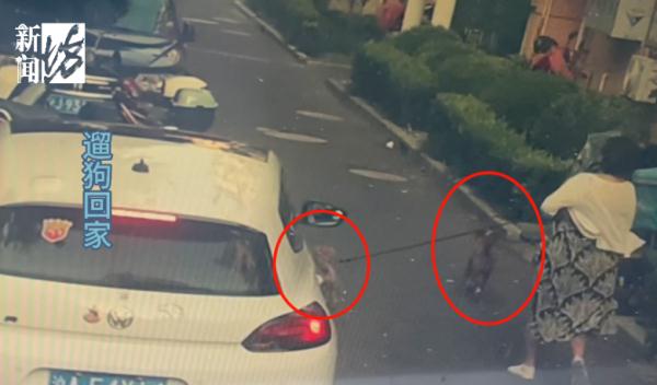 沪一女孩被狗咬伤，狗主人却否认两连：狗不是自己家的，伤口也不是狗咬的