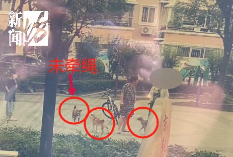 沪一女孩被狗咬伤，狗主人却否认两连：狗不是自己家的，伤口也不是狗咬的