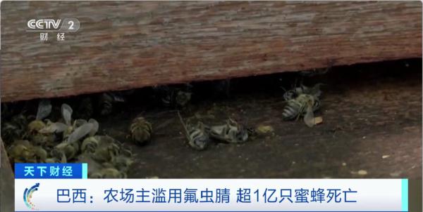 超1亿只!这里成群蜜蜂接连死亡!罪魁祸首是它 超1亿只!这里成群蜜蜂接连死亡!罪魁祸首是它
