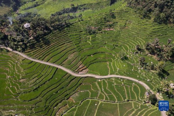 印度尼西亚：收获稻米