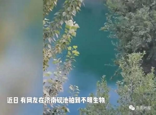 砚池中的大鱼是“恐怖生物”？济南辟谣