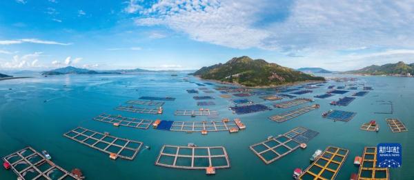 神州风物丨大黄鱼“重生”记